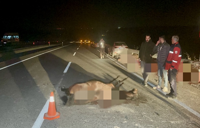 Akçadağ Sultan Suyu Tarım İşletmesinde Yarış Tayları Kaçtı. 8 Tay Telef Oldu